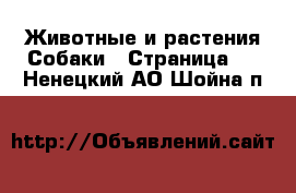 Животные и растения Собаки - Страница 2 . Ненецкий АО,Шойна п.